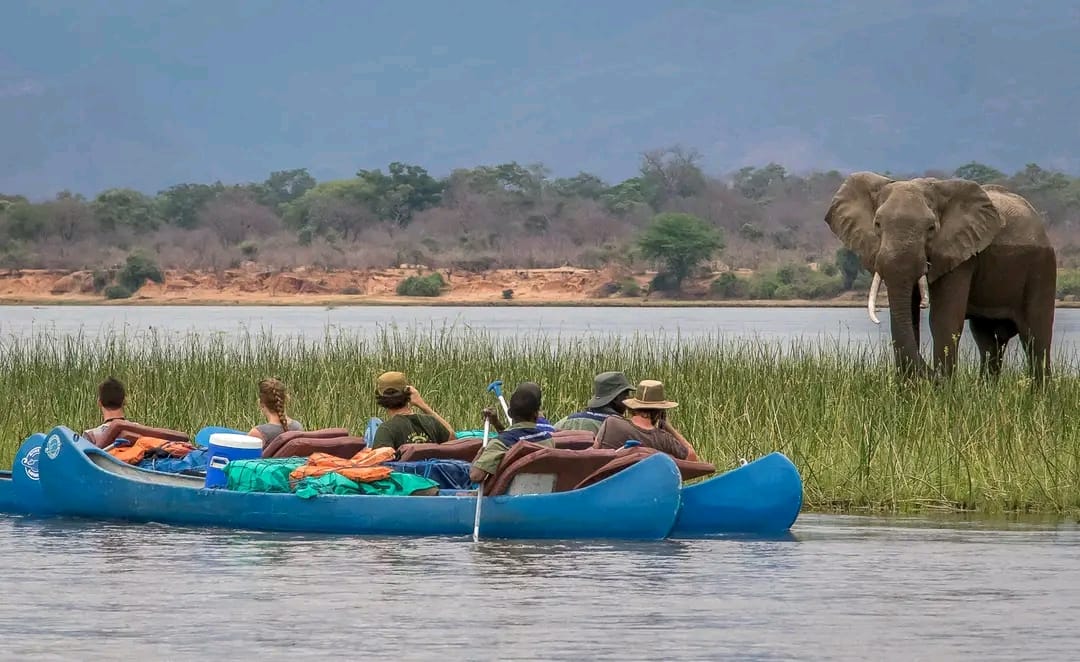 Canoeing Safari – Lower Zambezi safari