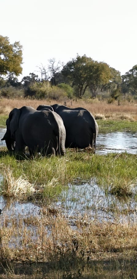 Lower Zambezi safari